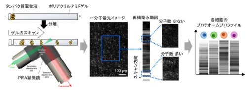 1細胞の全たんぱく質発現パターンを分子感度で解析することに成功 ～従来法のわずか数十分の一の細胞数で、分化過程の全体像が明らかに～