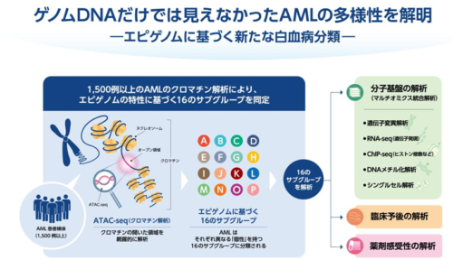 白血病の「個性」を決めるエピゲノムを解読 ～大規模クロマチン解析による新たな分類と層別化治療～