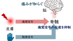 「痛いの痛いの飛んでけ～」は本当に効いていた！ー痛みを抑える触覚神経を特定ー
