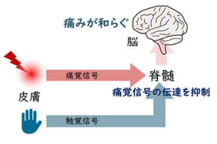 「痛いの痛いの飛んでけ～」は本当に効いていた！ー痛みを抑える触覚神経を特定ー