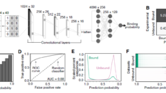 AIでDNA配列間の結合予測精度を向上（Scientists Are Getting Better at Predicting Which DNA Sequences Bind to Each Other. AI is Helping.）