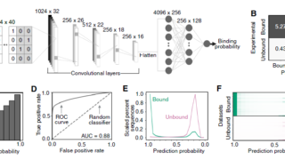 AIでDNA配列間の結合予測精度を向上（Scientists Are Getting Better at Predicting Which DNA Sequences Bind to Each Other. AI is Helping.）