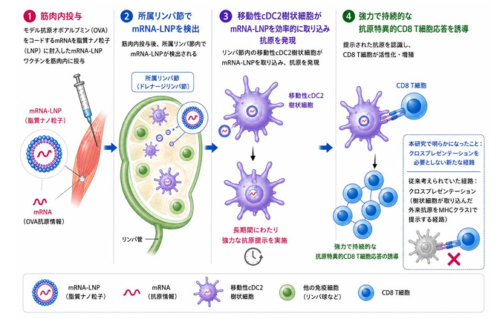 mRNA-LNP ワクチンの高い効果を支える免疫機構を解明 ――次世代ワクチン開発につながる新たな免疫機構――