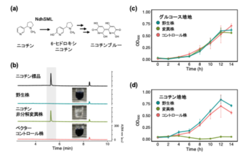 植物の毒が微生物のエサになる～タバコが作るニコチンの根圏微生物叢形成における機能を発見～