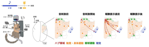 霊長類が予測に基づいて行動する仕組みに光を当てる ――期待と行動を繋ぐ回路の「ハブ領域」を同定――
