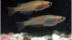 メダカの完全ゲノム配列を解読