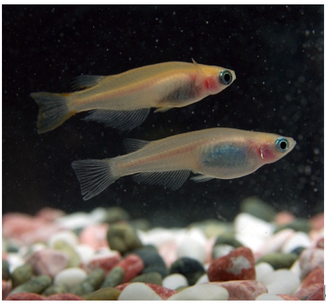 メダカの完全ゲノム配列を解読