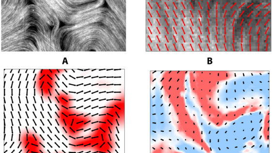 物理学者が微小管移動の謎を解く(Physicists Solve Mysteries of Microtubule Movers)