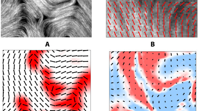 物理学者が微小管移動の謎を解く(Physicists Solve Mysteries of Microtubule Movers)