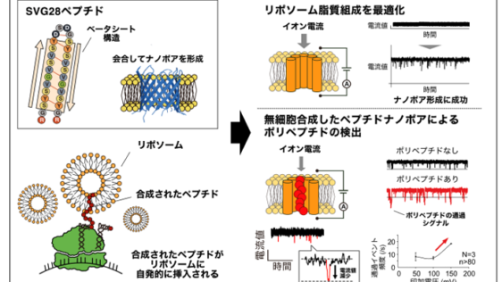 合成が難しいナノポア形成ベータシートペプチドを 無細胞たんぱく質合成系によって簡便に合成することに成功 ～1分子をラベルフリーに検出可能なバイオセンシング技術への応用に期待～