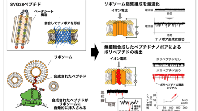 合成が難しいナノポア形成ベータシートペプチドを 無細胞たんぱく質合成系によって簡便に合成することに成功 ～1分子をラベルフリーに検出可能なバイオセンシング技術への応用に期待～
