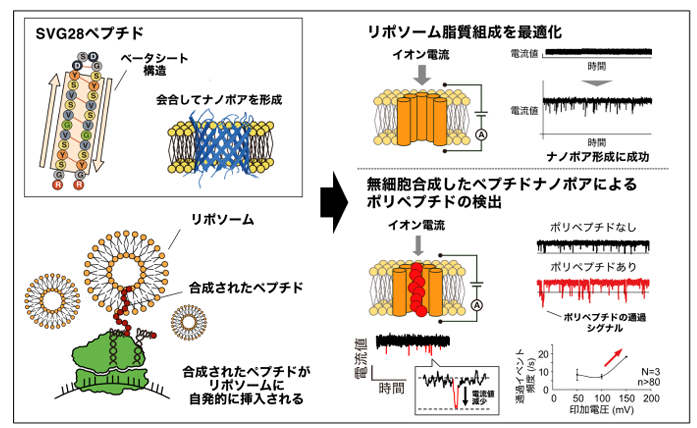合成が難しいナノポア形成ベータシートペプチドを 無細胞たんぱく質合成系によって簡便に合成することに成功 ～1分子をラベルフリーに検出可能なバイオセンシング技術への応用に期待～