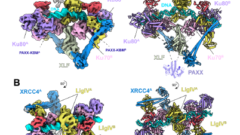 DNA修復の仕組みを詳細に解明（Scientists reveal how our cells conduct emergency repairs for DNA）