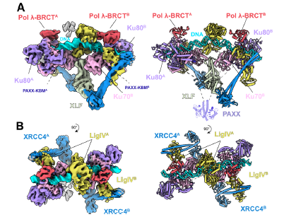 DNA修復の仕組みを詳細に解明(Scientists reveal how our cells conduct emergency repairs for DNA) DNA修復の仕組みを詳細に解明(Scientists reveal how our cells conduct emergency repairs for DNA)