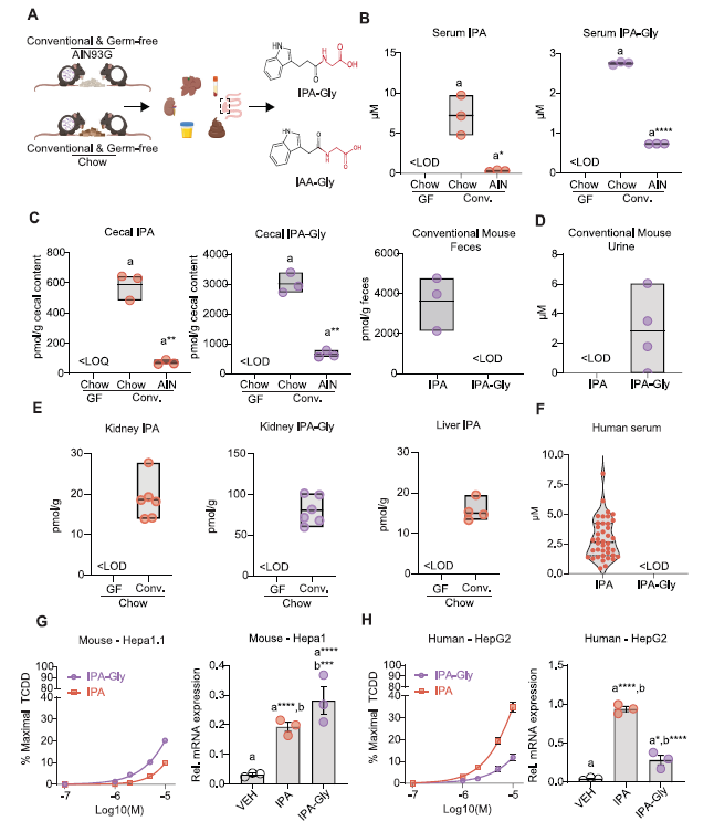 肝臓と腸内細菌が食品分子を変化させ、体の生物学的活動に影響（Liver, gut bacteria alter food molecules, influence body&rsquo;s biological activity）