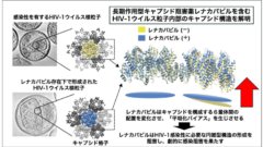 HIV-1 治療・予防薬レナカパビルの新たな作用機序を解明 -ウイルスキャプシドの形を変え、感染性HIV-1の産生を劇的に抑制-