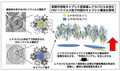 HIV-1 治療・予防薬レナカパビルの新たな作用機序を解明 -ウイルスキャプシドの形を変え、感染性HIV-1の産生を劇的に抑制- HIV-1 治療・予防薬レナカパビルの新たな作用機序を解明 -ウイルスキャプシドの形を変え、感染性HIV-1の産生を劇的に抑制-