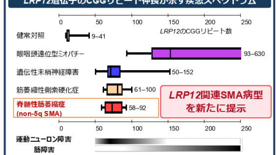 成人発症の脊髄性筋萎縮症に新たな遺伝的病因を発見―LRP12 遺伝子のCGG リピート伸長による新たな病型を提示―