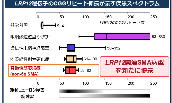 成人発症の脊髄性筋萎縮症に新たな遺伝的病因を発見―LRP12 遺伝子のCGG リピート伸長による新たな病型を提示―