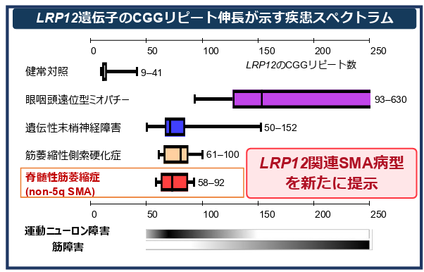 成人発症の脊髄性筋萎縮症に新たな遺伝的病因を発見―LRP12 遺伝子のCGG リピート伸長による新たな病型を提示―