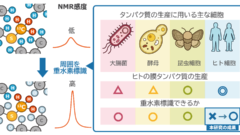 ヒト膜タンパク質のダイナミックな動きを高感度でとらえる技術を開発ー創薬標的分子が機能するメカニズムの解明に期待ー