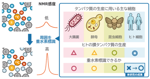 ヒト膜タンパク質のダイナミックな動きを高感度でとらえる技術を開発ー創薬標的分子が機能するメカニズムの解明に期待ー