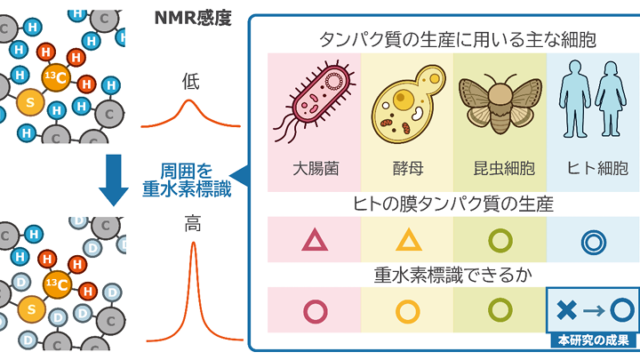ヒト膜タンパク質のダイナミックな動きを高感度でとらえる技術を開発ー創薬標的分子が機能するメカニズムの解明に期待ー
