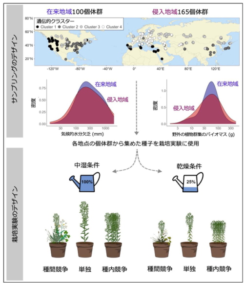 外来植物の急速な進化は独立して複数回生じ侵略性を高める 〜乾燥下でも他種との競争に強い〜