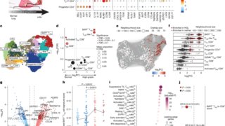 「免疫の霧」を取り除けば診断前の肺がんを阻止できる可能性（Clearing ‘immune fog’ could stop lung cancer before diagnosis）
