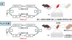 リン脂質の新陳代謝回転は骨格筋の健康維持に必須である