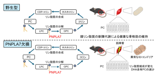 リン脂質の新陳代謝回転は骨格筋の健康維持に必須である リン脂質の新陳代謝回転は骨格筋の健康維持に必須である