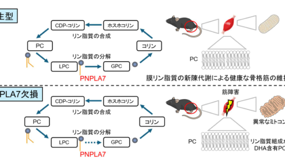 リン脂質の新陳代謝回転は骨格筋の健康維持に必須である