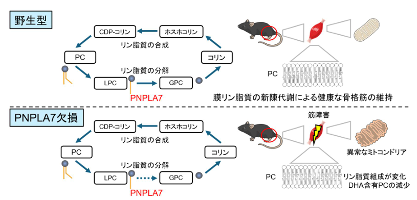 リン脂質の新陳代謝回転は骨格筋の健康維持に必須である