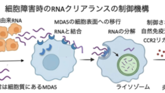 細胞外自己RNAを除去することによる炎症・線維化の制御 ――ウイルスRNAセンサーMDA5が間質性肺炎（肺線維症）を制御する仕組み―