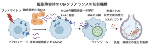 細胞外自己RNAを除去することによる炎症・線維化の制御 ――ウイルスRNAセンサーMDA5が間質性肺炎(肺線維症)を制御する仕組み― 細胞外自己RNAを除去することによる炎症・線維化の制御 ――ウイルスRNAセンサーMDA5が間質性肺炎(肺線維症)を制御する仕組み―