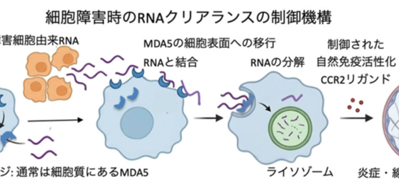 細胞外自己RNAを除去することによる炎症・線維化の制御 ――ウイルスRNAセンサーMDA5が間質性肺炎（肺線維症）を制御する仕組み―