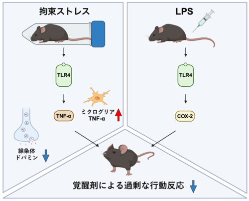 軽い炎症や急性ストレスが覚醒剤の過剰反応を抑制～幻覚や妄想に関わる脳内の調節機構に新たな知見～